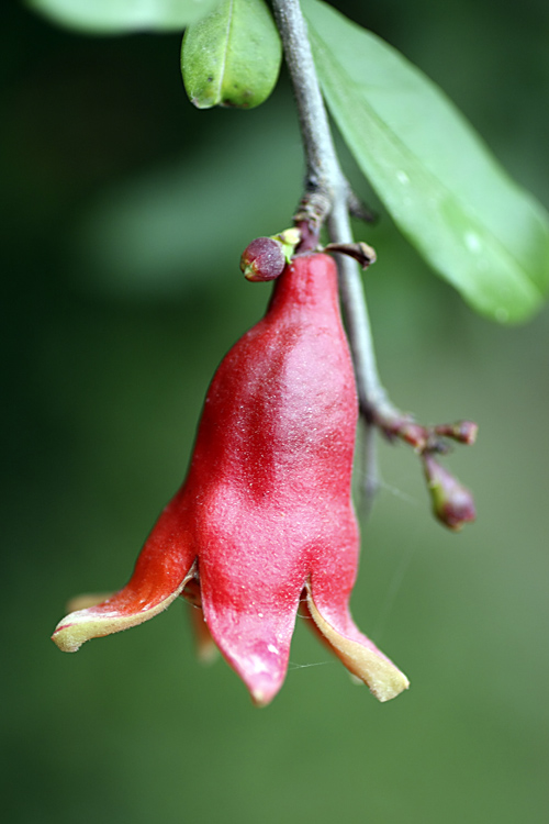 Image of Punica granatum specimen.