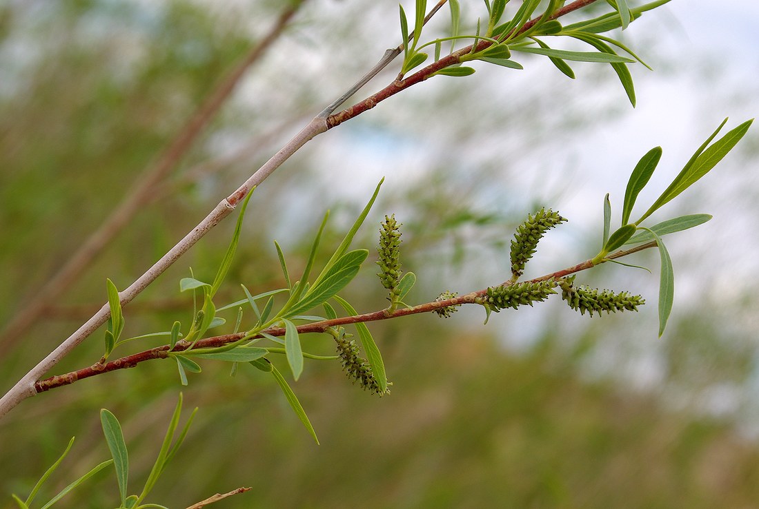 Image of Salix caspica specimen.