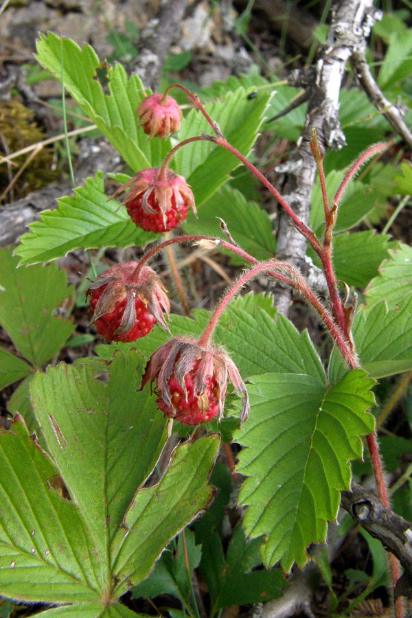 Изображение особи Fragaria campestris.