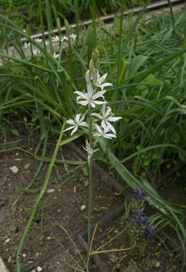 Image of Ornithogalum fischerianum specimen.