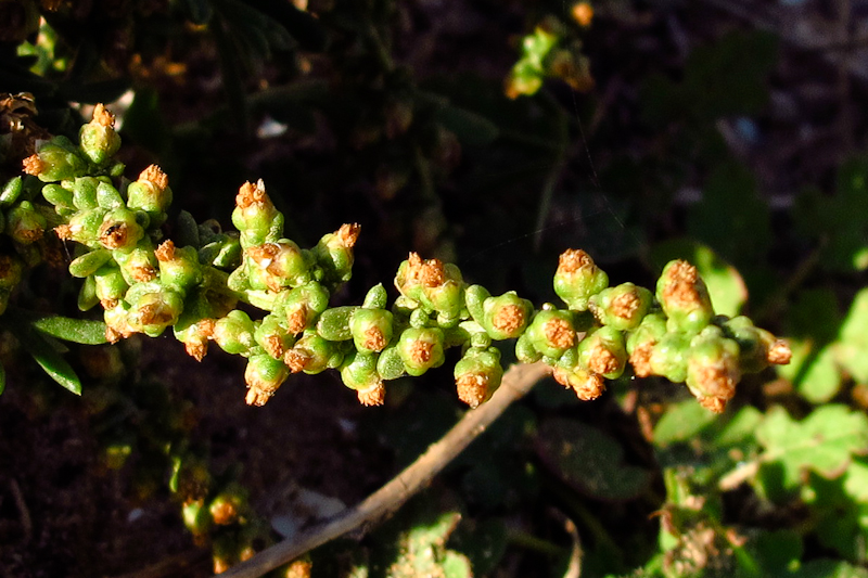 Изображение особи Artemisia monosperma.