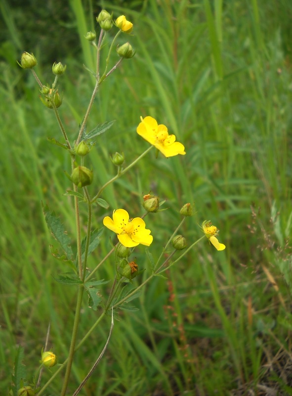 Изображение особи род Potentilla.