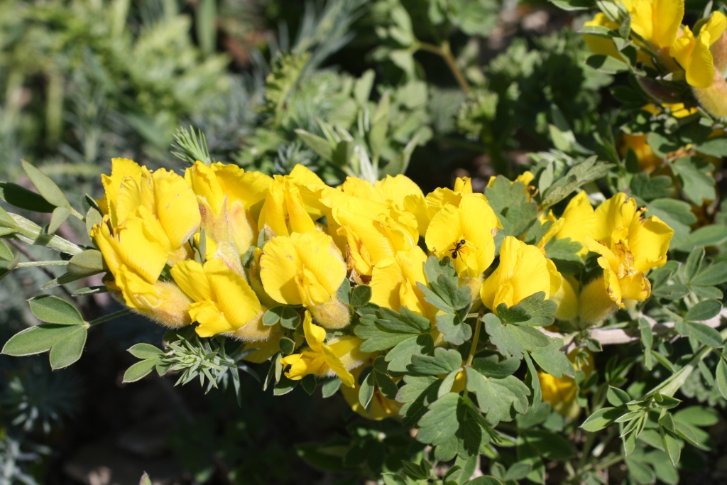 Image of Chamaecytisus wulffii specimen.