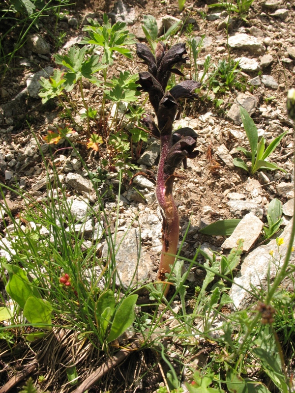 Image of Orobanche gamosepala specimen.