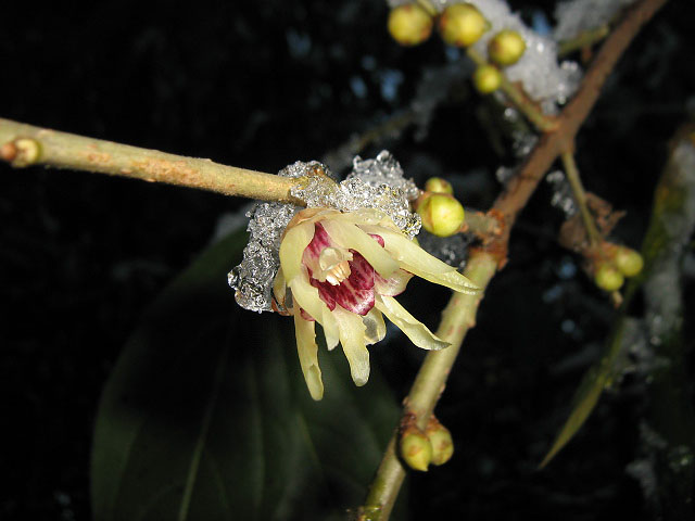 Image of Chimonanthus praecox specimen.