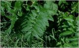 Pastinaca sativa. Лист. Чувашия, окр. г. Шумерля, берёзовая роща за объездной трассой. 29 мая 2012 г.