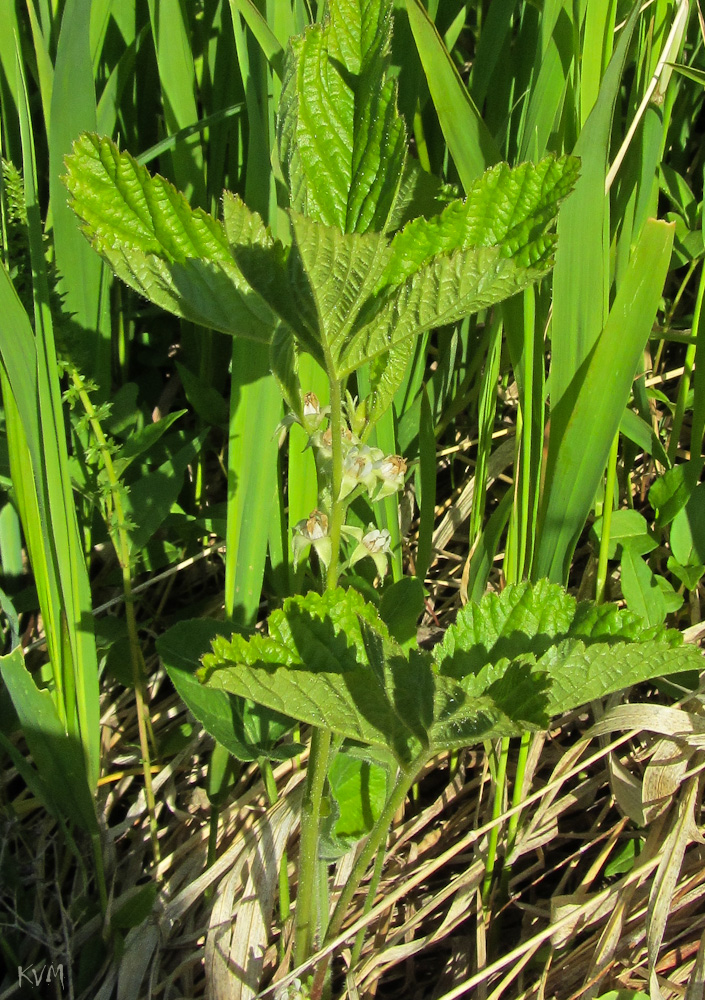 Image of Rubus saxatilis specimen.