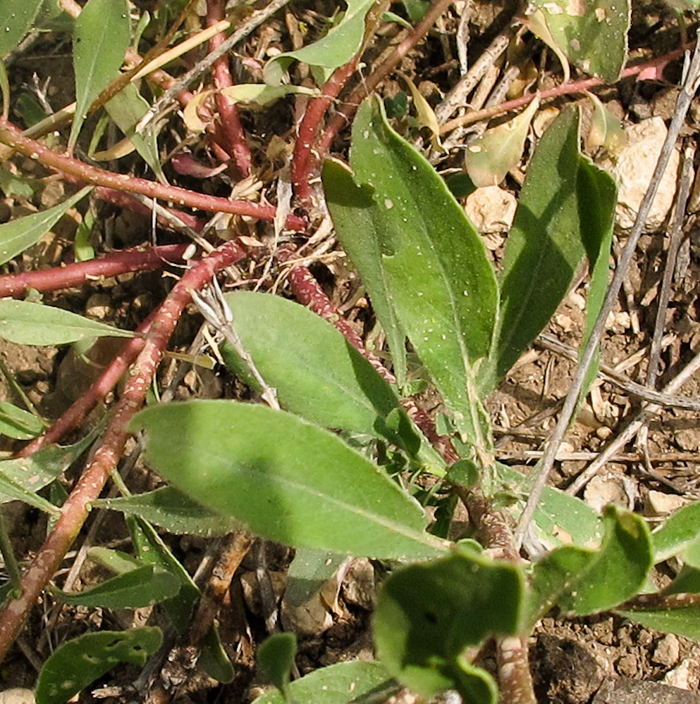 Изображение особи Haplophyllum buxbaumii.