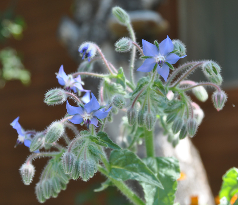 Image of Borago officinalis specimen.