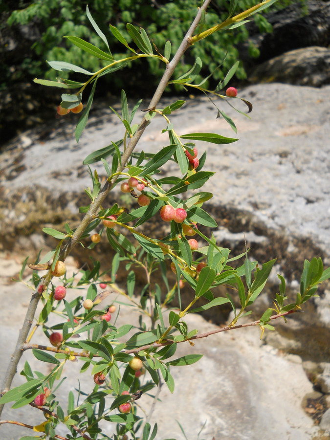 Image of Salix purpurea specimen.