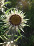 Carlina intermedia