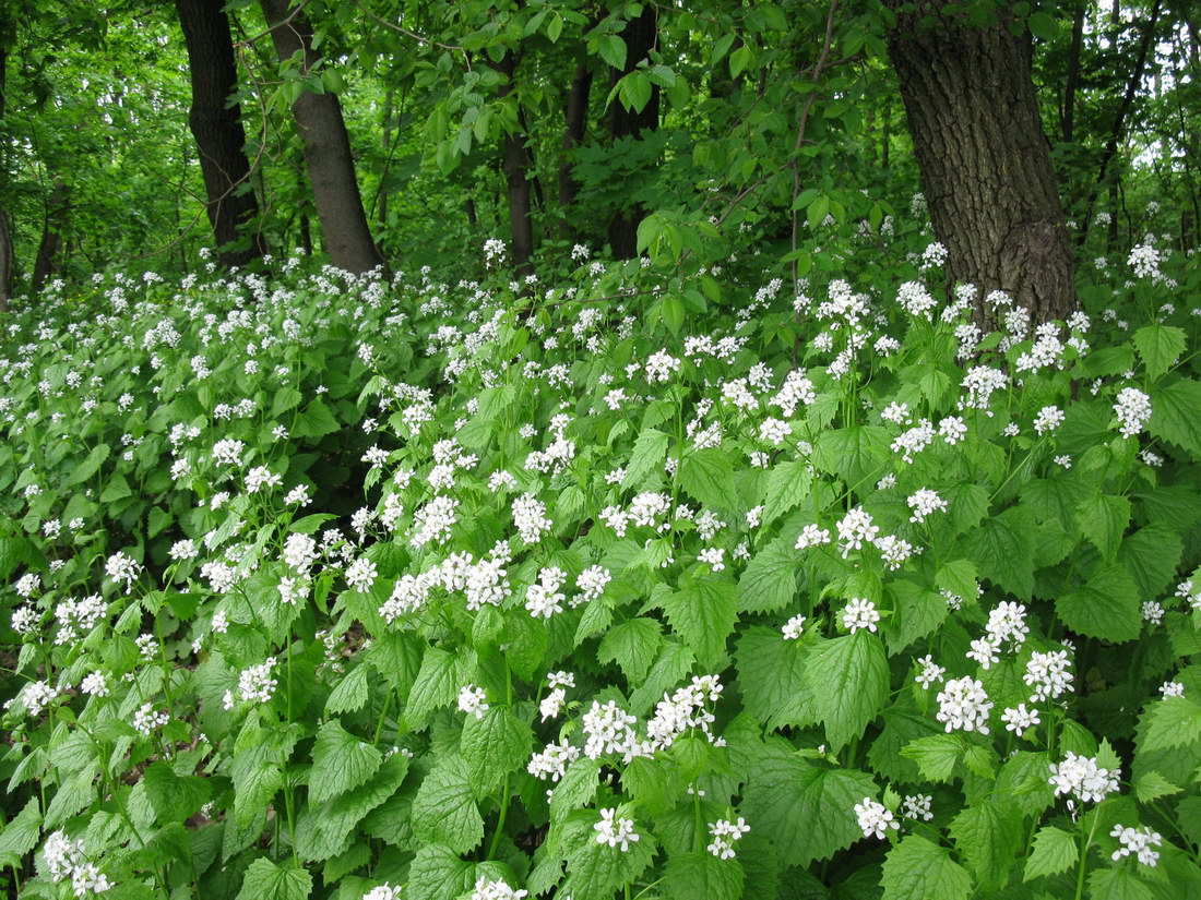 Image of Alliaria petiolata specimen.