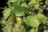 Corylus heterophylla