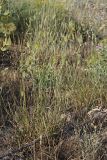 Agropyron cristatum. Цветущие растения. Южный Казахстан, нижний Боролдай, лощина Акжар. 04.06.2012.