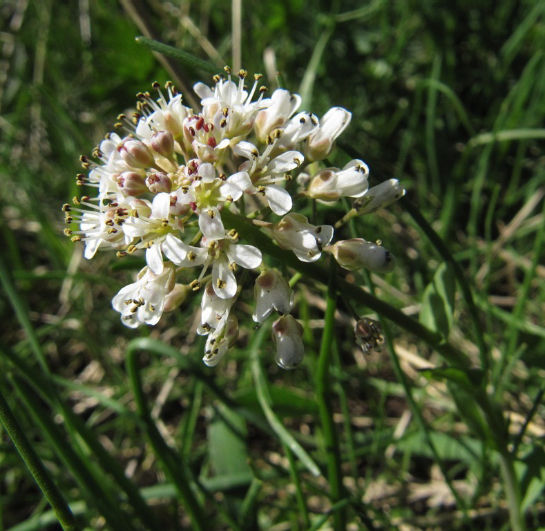 Изображение особи Noccaea caerulescens.