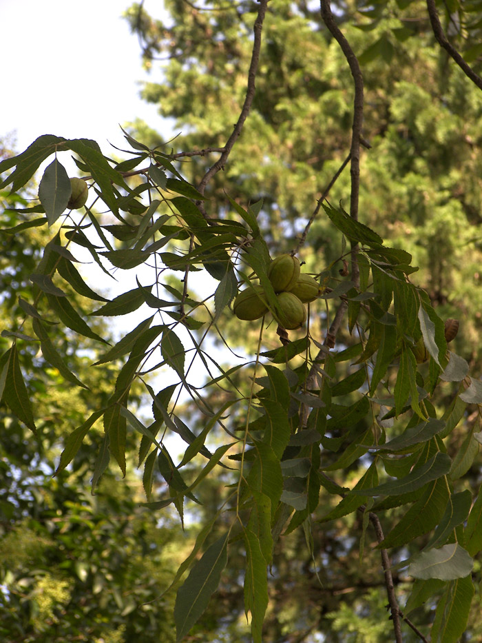 Image of Carya illinoinensis specimen.