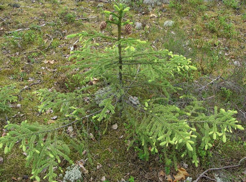 Image of Picea abies specimen.