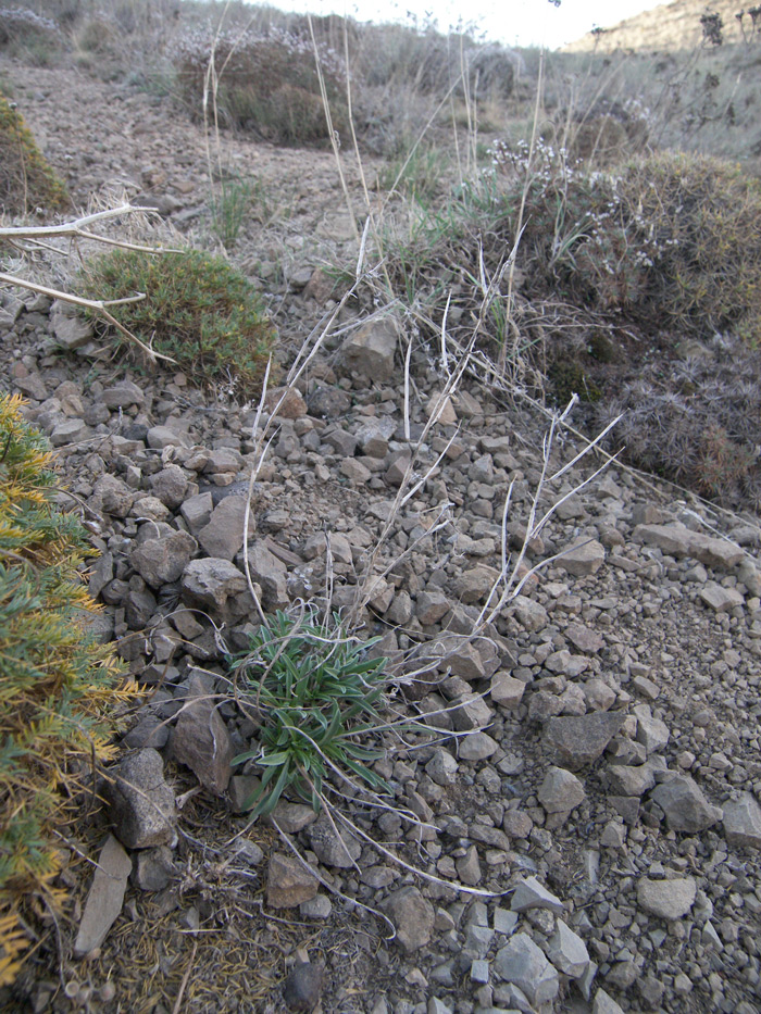 Image of Erysimum argyrocarpum specimen.