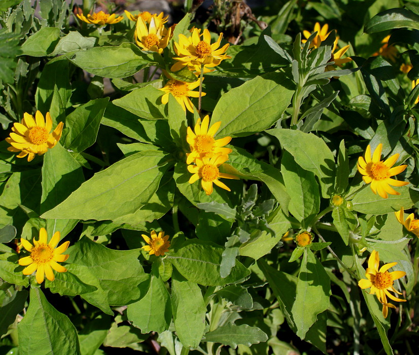 Изображение особи семейство Asteraceae.