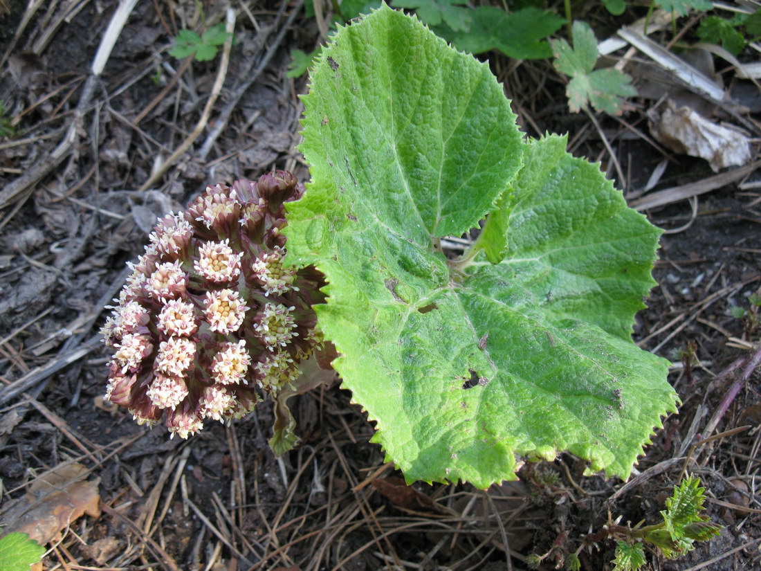 Image of Petasites hybridus specimen.