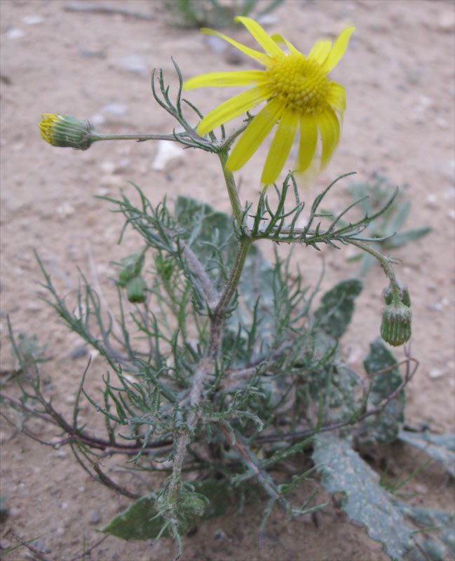 Image of genus Senecio specimen.