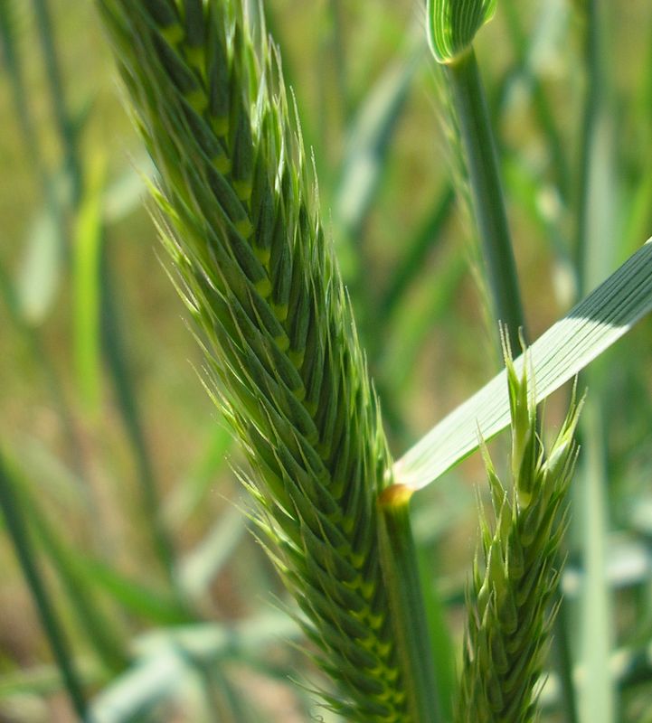 Image of genus Agropyron specimen.