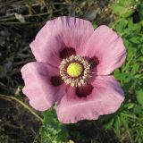 View full-size image Papaver somniferum