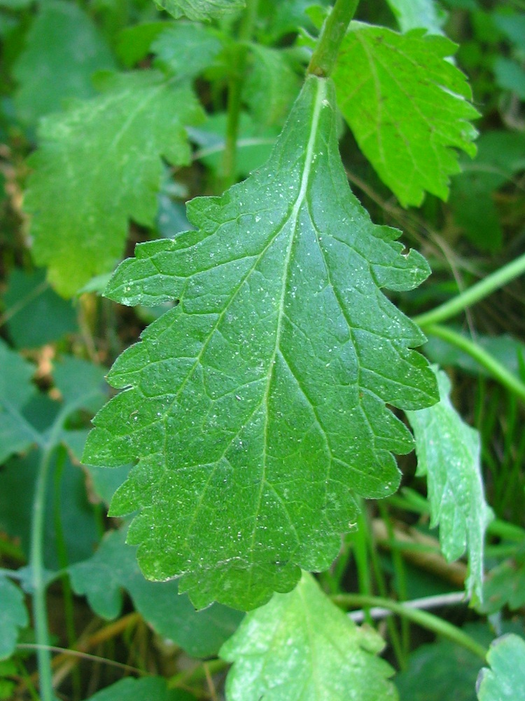 Image of Verbena officinalis specimen.