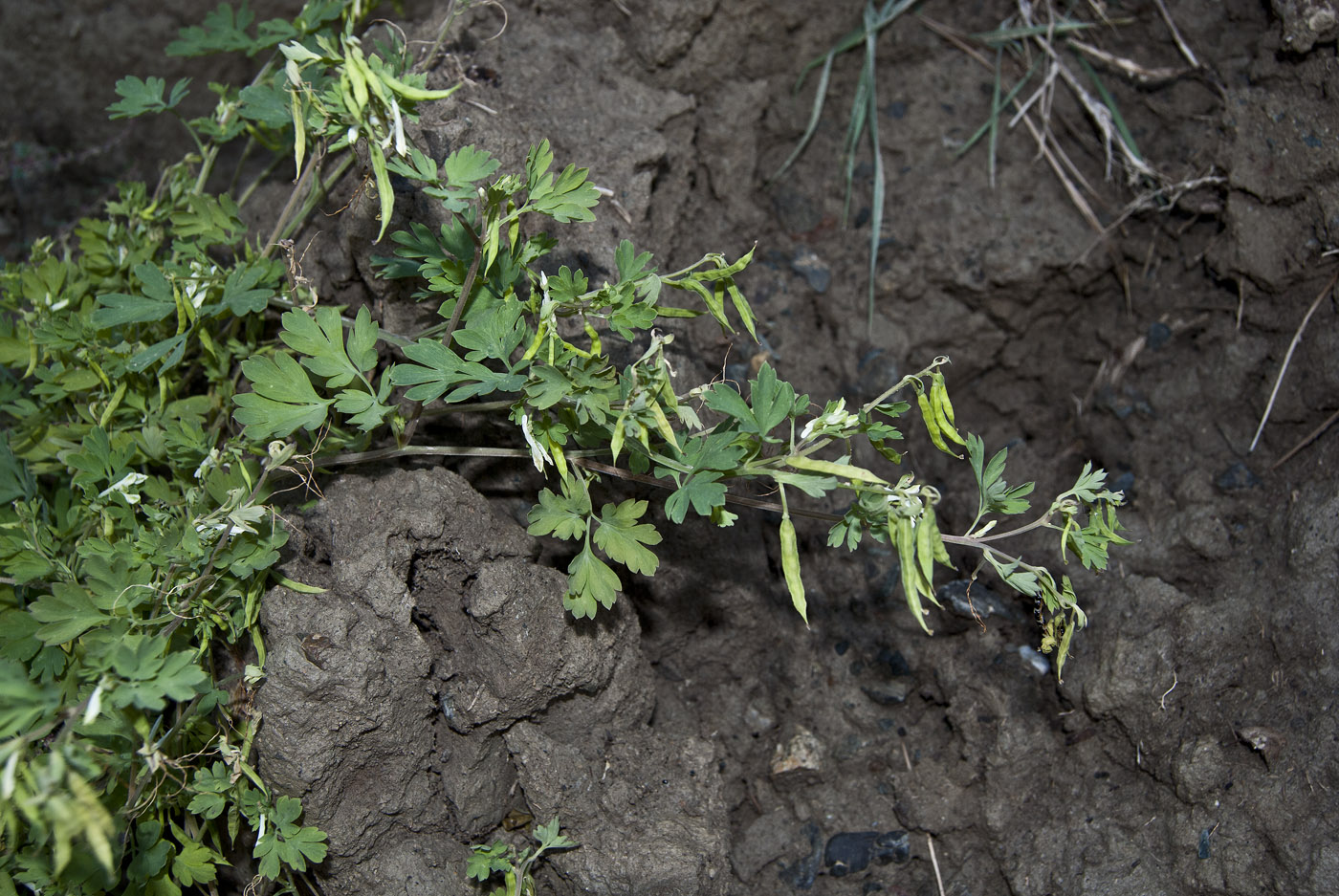 Image of Corydalis capnoides specimen.