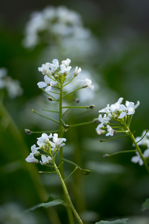 Изображение особи Pachyphragma macrophyllum.