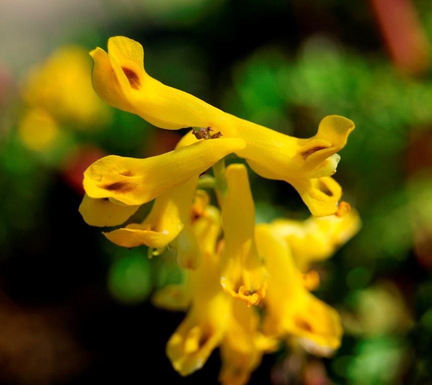 Image of Corydalis speciosa specimen.