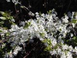 genus Prunus. Ветвь с соцветиями. Швеция, Уппсала, 6 мая 2009 г.