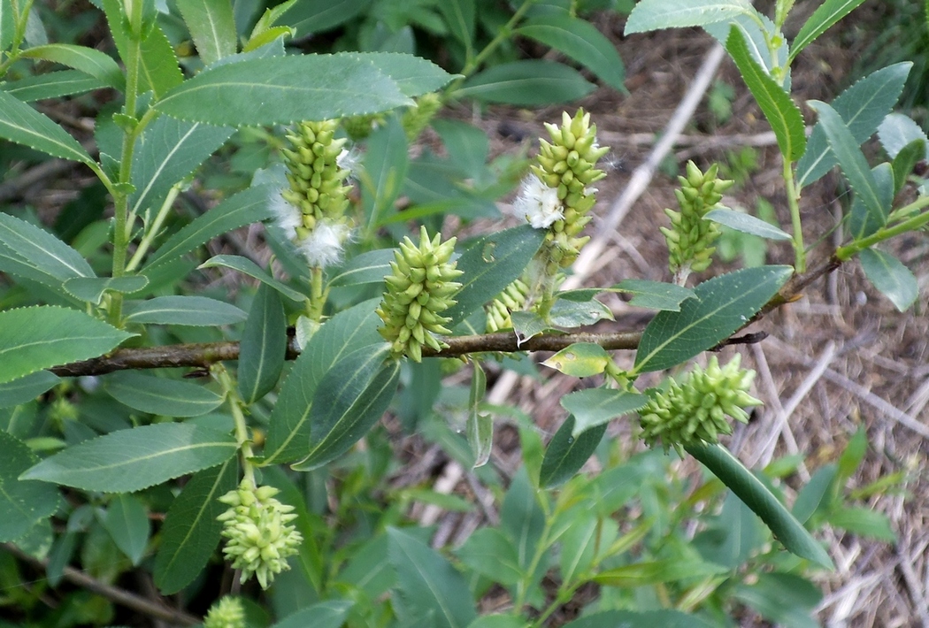 Image of Salix &times; alopecuroides specimen.