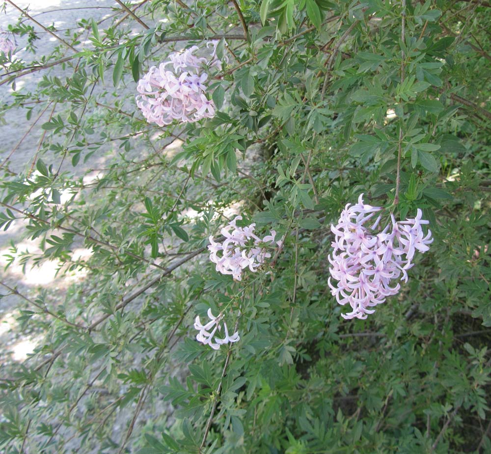 Image of Syringa protolaciniata specimen.