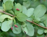 Berberis polyantha. Средняя часть веточки с созревающими плодами; у листьев видна их обратная сторона. Германия, г. Krefeld, Ботанический сад. 25.07.2013.