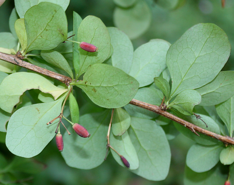 Image of Berberis polyantha specimen.