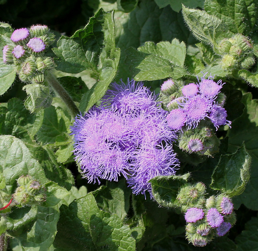 Image of Ageratum houstonianum specimen.