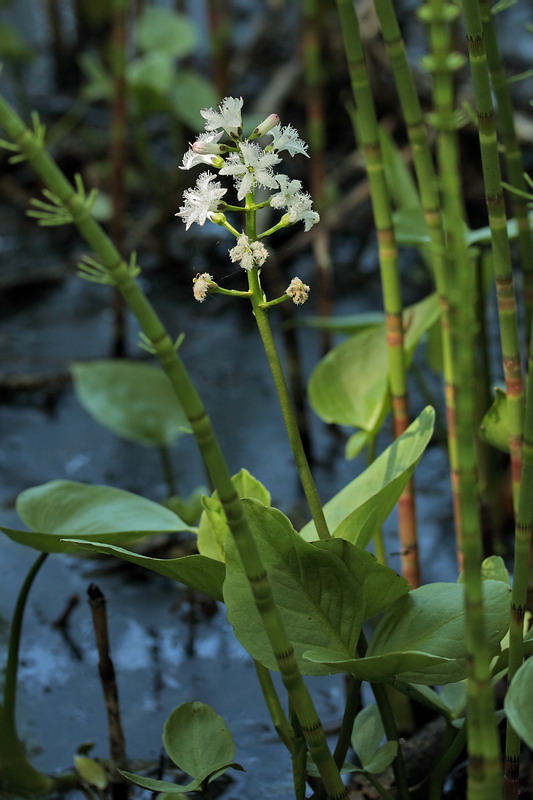 Изображение особи Menyanthes trifoliata.