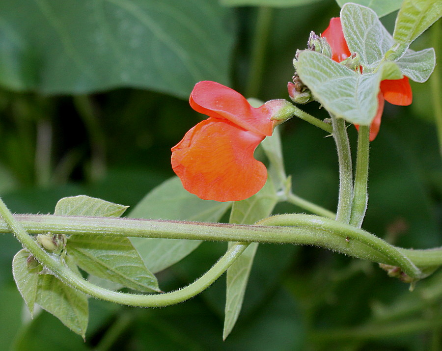 Изображение особи Phaseolus coccineus.