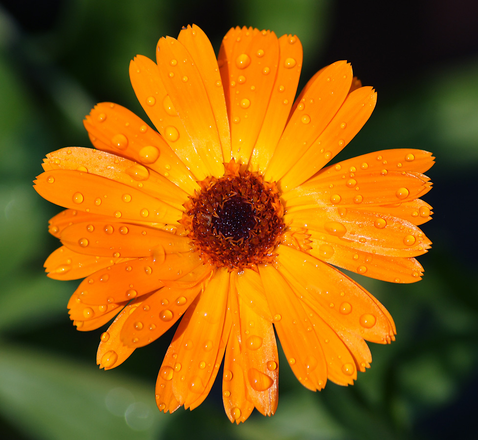 Image of Calendula officinalis specimen.