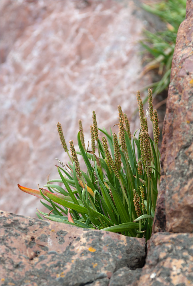 Image of Plantago maritima specimen.