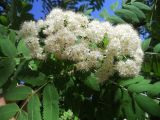 Sorbus aucuparia