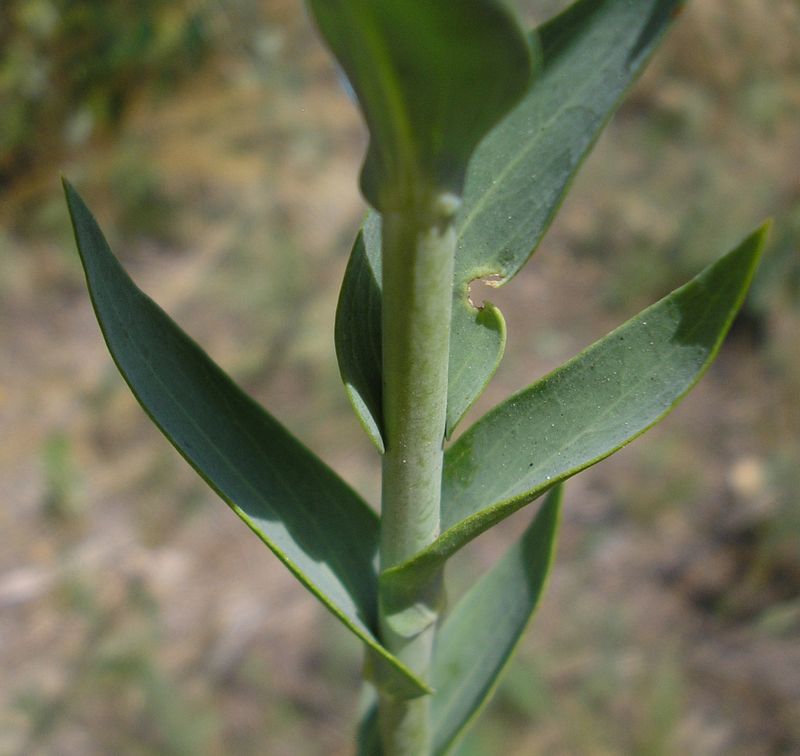 Image of Linaria genistifolia specimen.