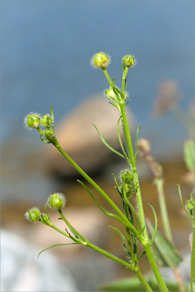 Image of Ranunculus polyanthemos specimen.