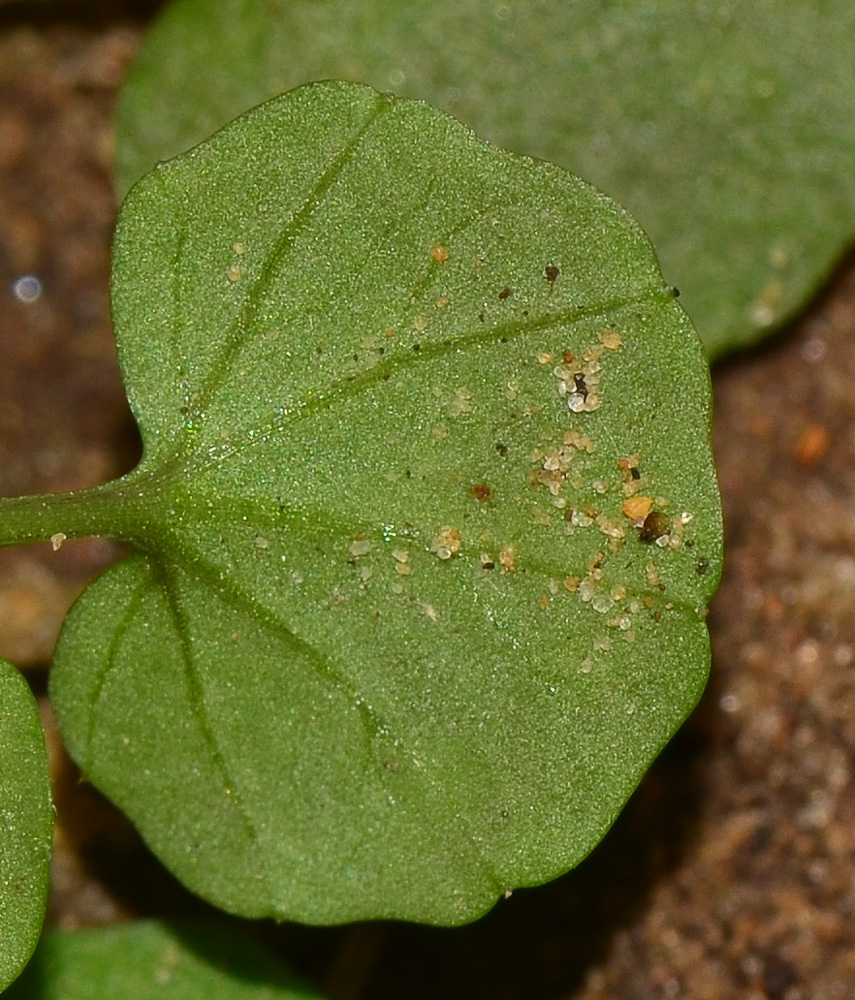 Image of Cardamine hirsuta specimen.