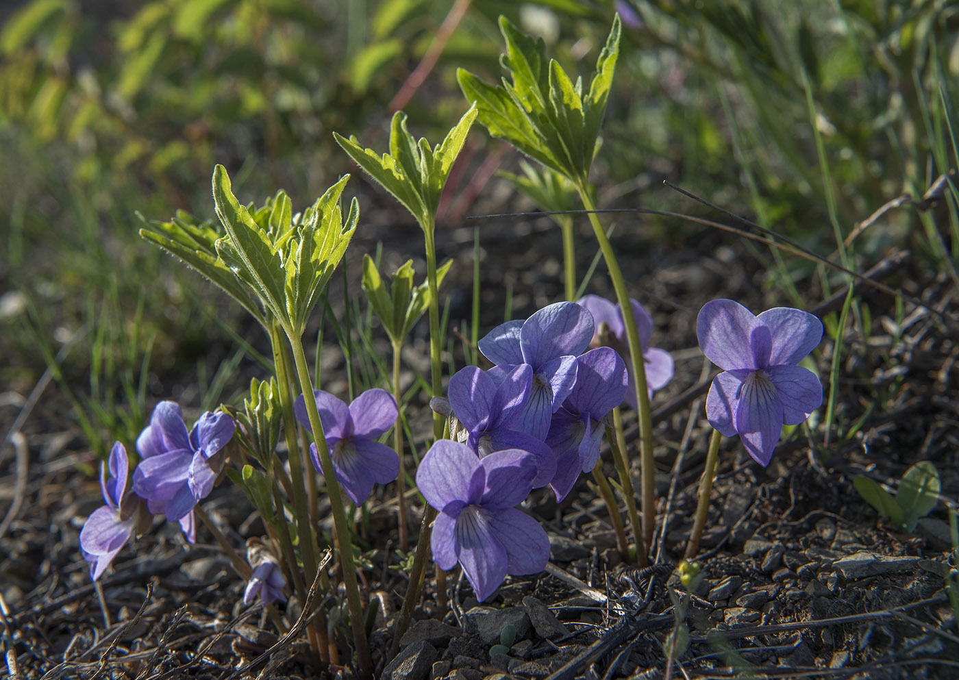 Изображение особи Viola dactyloides.