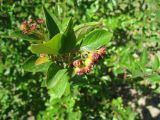 Cotoneaster lucidus