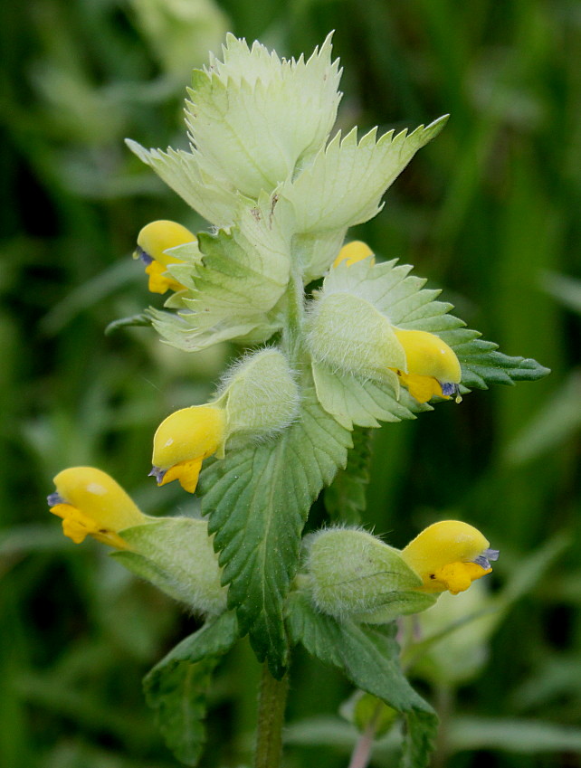 Image of Rhinanthus alectorolophus specimen.