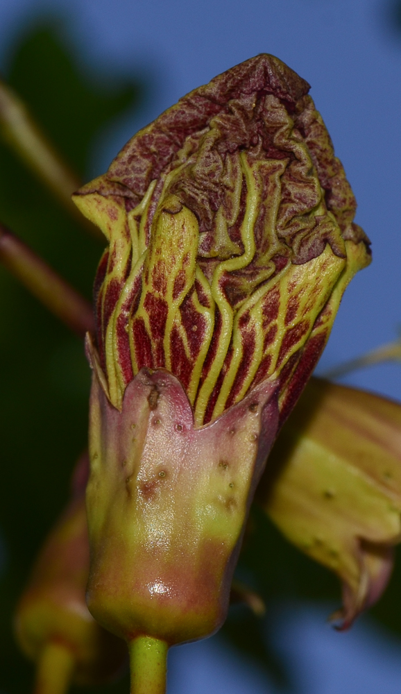 Image of Kigelia pinnata specimen.