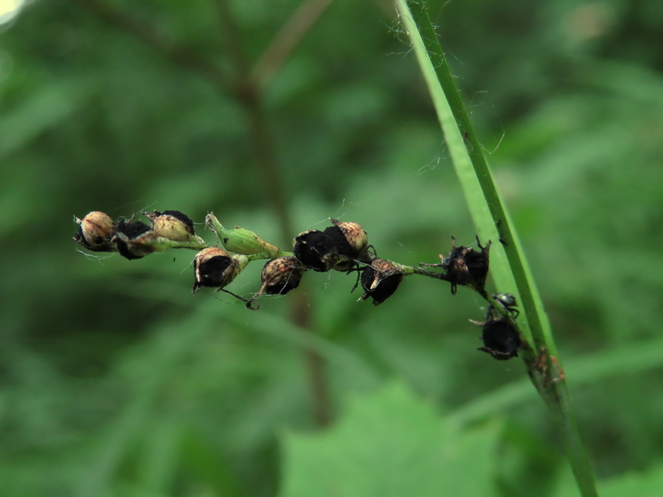 Image of Carex pilosa specimen.